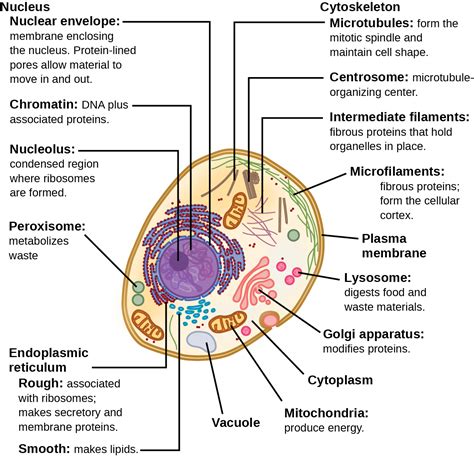 diagram of cell and organelles 